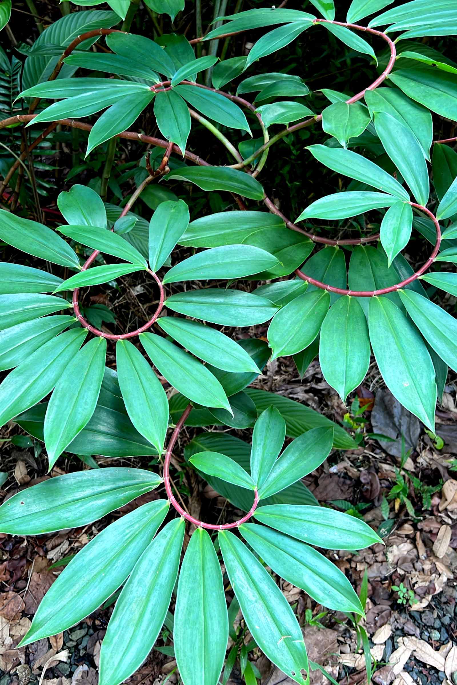 Ein hawaiianischer Reiseführer für den Ho'omaluhia Botanical Garden, O'ahu, Hawai'i