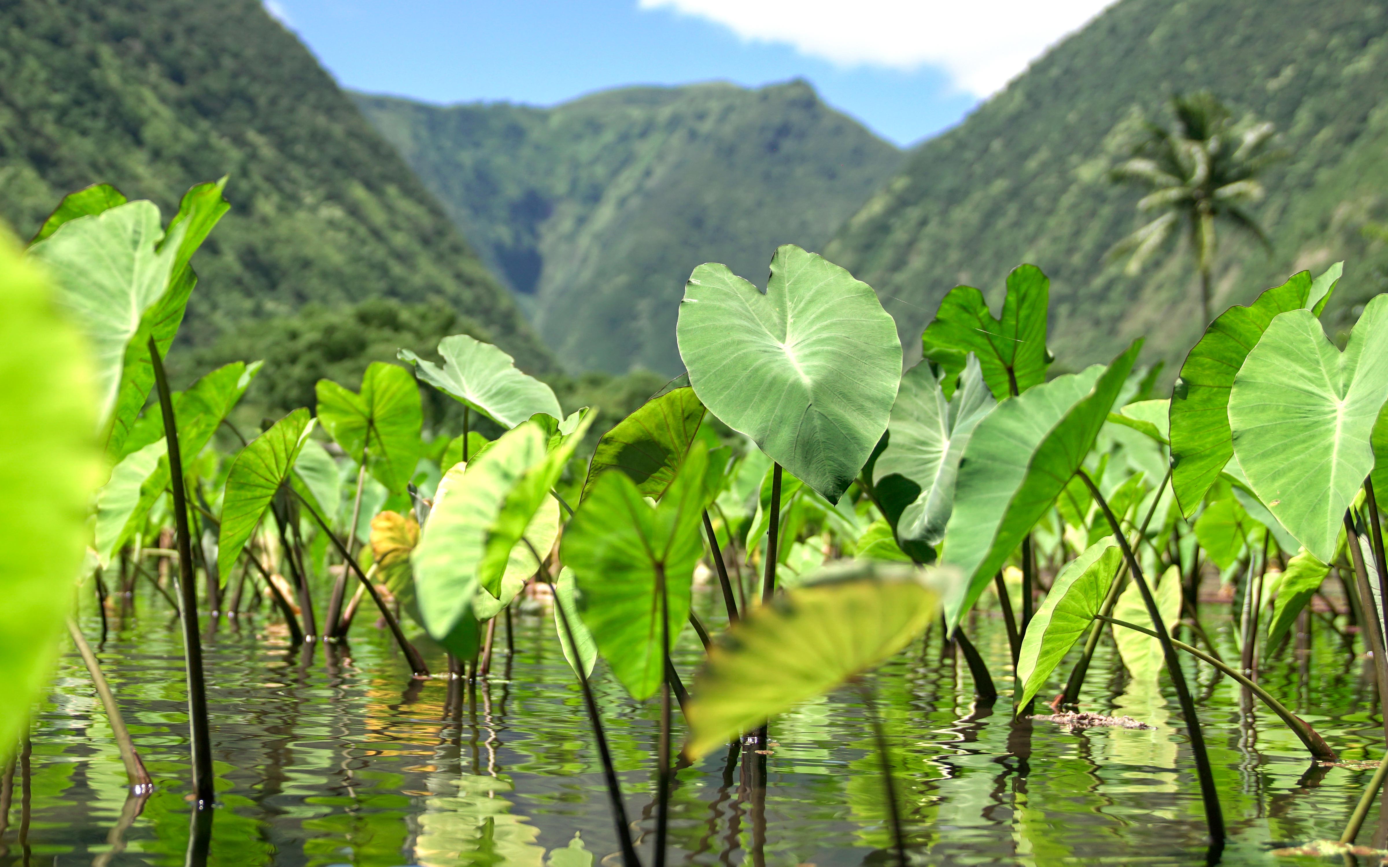 Ein Paar, ein Kalo: OluKai Geschenkedienstag 2023