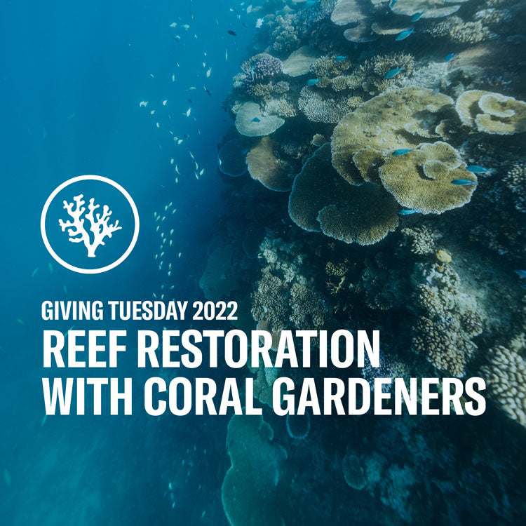 Giving Tuesday: Riffwiederherstellung mit Coral Gardeners