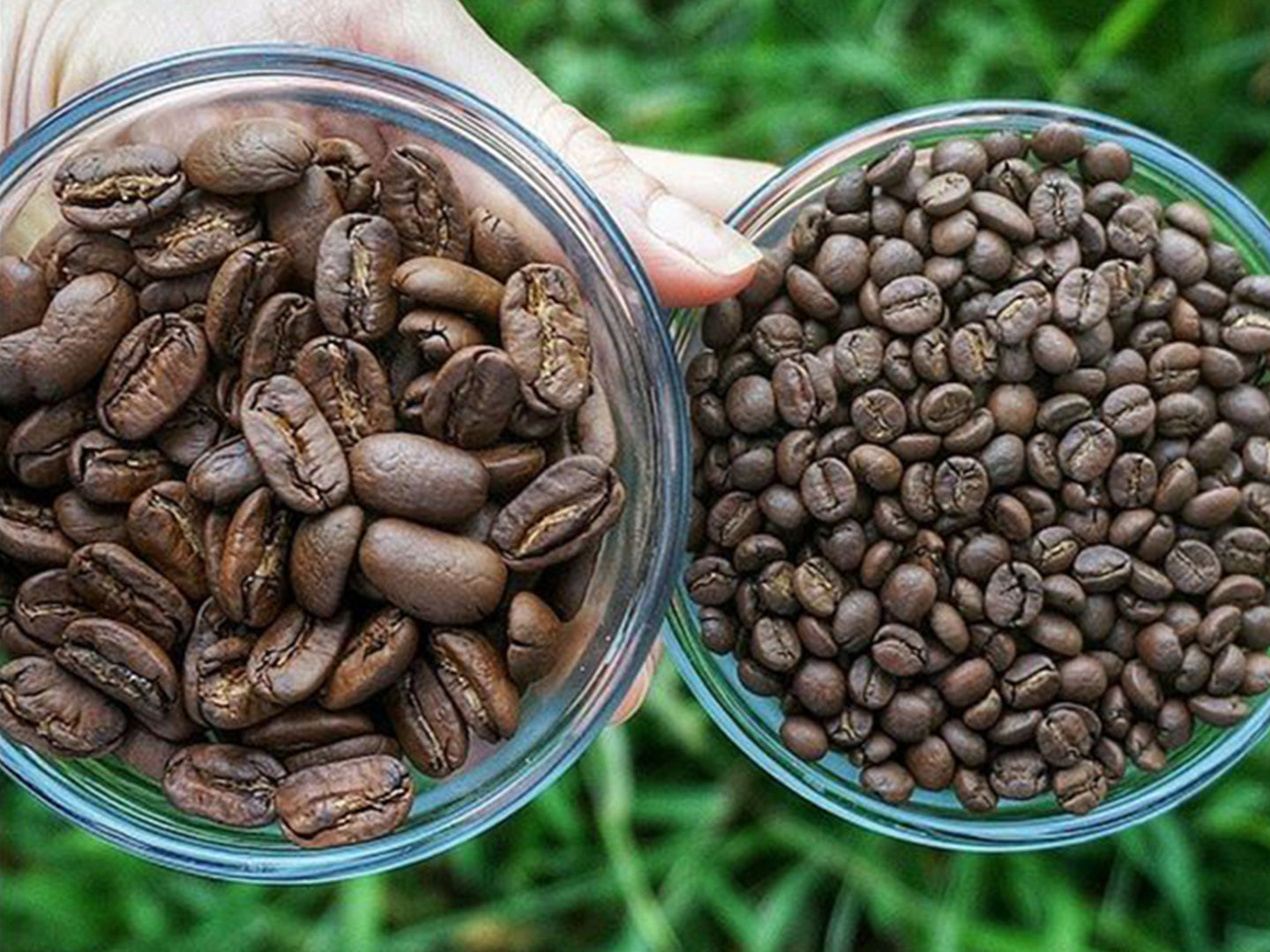 Hinter dem Gebräu mit Big Island Coffee Roasters