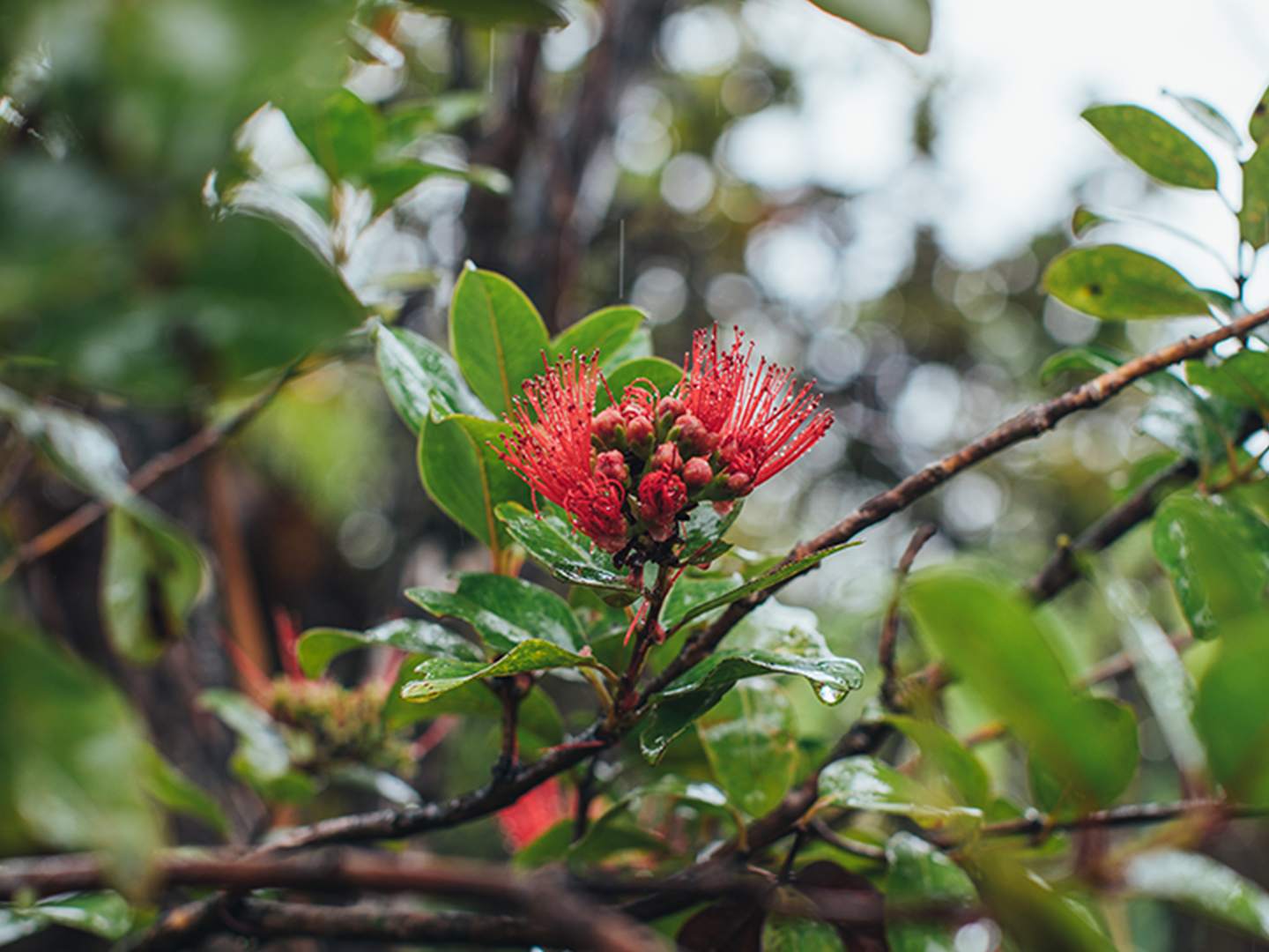 Verflochtene Liebende: Die Legende von 'Ōhi'a und Lehua