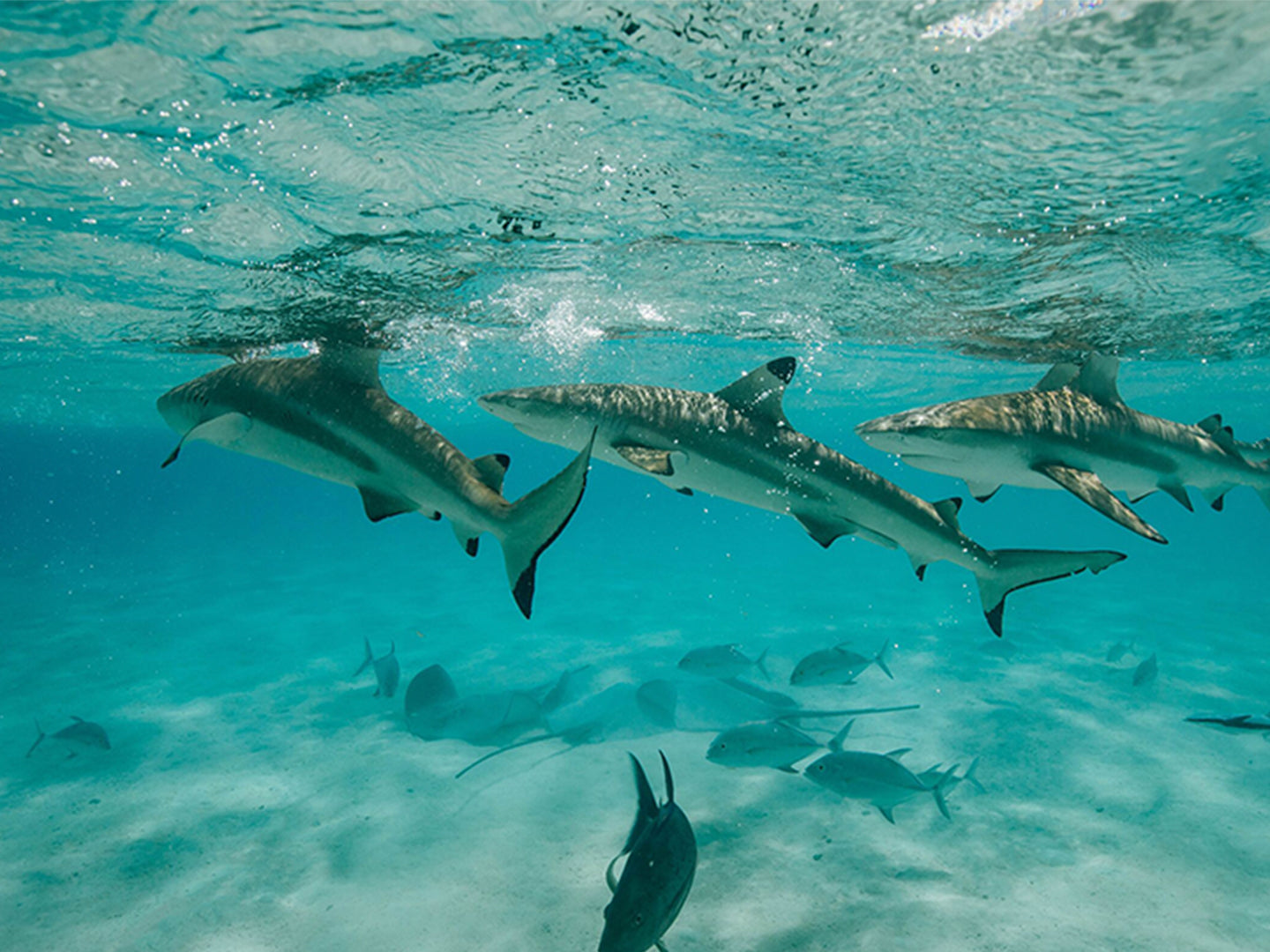 Bringen Sie die Inseln zu Ihrem nächsten Zoom Call