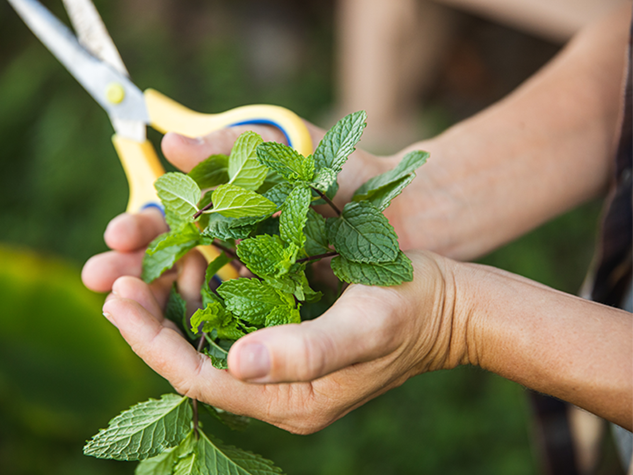 Von 'Āina auf den Tisch: Die Mahele-Farm-Bewegung in Hāna, Maui